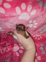 Blonde girl, a female Yorkshire Terrier for sale in Lexington, SC – Photo 7 of 10