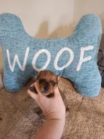 Blonde girl, a female Yorkshire Terrier for sale in Lexington, SC – Photo 5 of 10