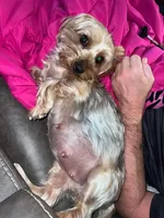 Blonde girl, a female Yorkshire Terrier for sale in Lexington, SC – Photo 8 of 10