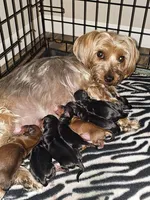 Blonde girl, a female Yorkshire Terrier for sale in Lexington, SC – Photo 9 of 10