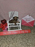 Blonde girl, a female Yorkshire Terrier for sale in Lexington, SC – Photo 3 of 10