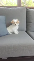 Parti boy , a male Yorkipoo for sale in Saint Helena Island, SC – 3 of 10