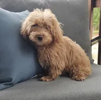 Rita, a female Yorkipoo for sale in Lexington, SC – Photo 2 of 10