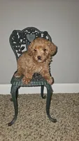 Rita, a female Yorkipoo for sale in Lexington, SC – Photo 7 of 10