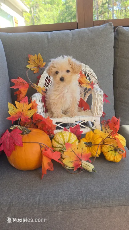 Little man – Yorkipoo puppy for sale in Saint Helena Island, SC