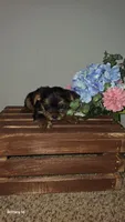 Akc Little man , a male Yorkshire Terrier for sale in Lexington, SC – Photo 1 of 9