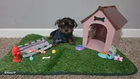 Akc Little man , a male Yorkshire Terrier for sale in Columbia, SC – 1 of 9