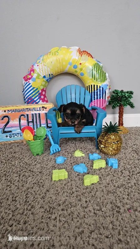 Little man  – Yorkshire Terrier puppy for sale in Lexington, SC