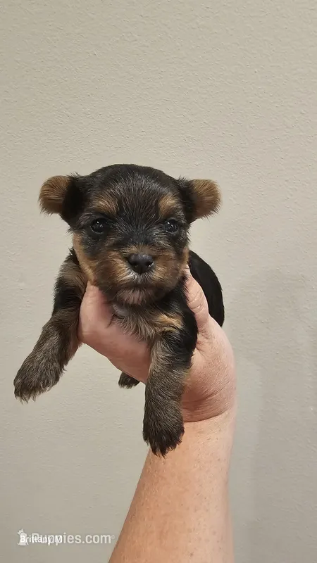 Bo – Yorkshire Terrier puppy for sale in Lexington, SC