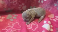 Akc girl 3, a female French Bulldog for sale in Columbia, SC – 2 of 2