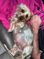 Big girl, a female Yorkshire Terrier for sale in Lexington, SC – Photo 3 of 5