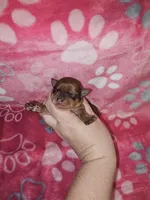 Big girl, a female Yorkshire Terrier for sale in Lexington, SC – Photo 4 of 5