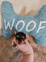 Girl 3, a female Yorkshire Terrier for sale in Lexington, SC – Photo 4 of 7