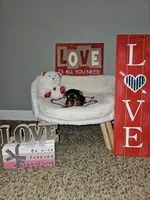 Girl 3, a female Yorkshire Terrier for sale in Lexington, SC – Photo 3 of 7