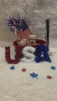 Little man, a male Yorkipoo for sale in Saint Helena Island, SC – 2 of 9