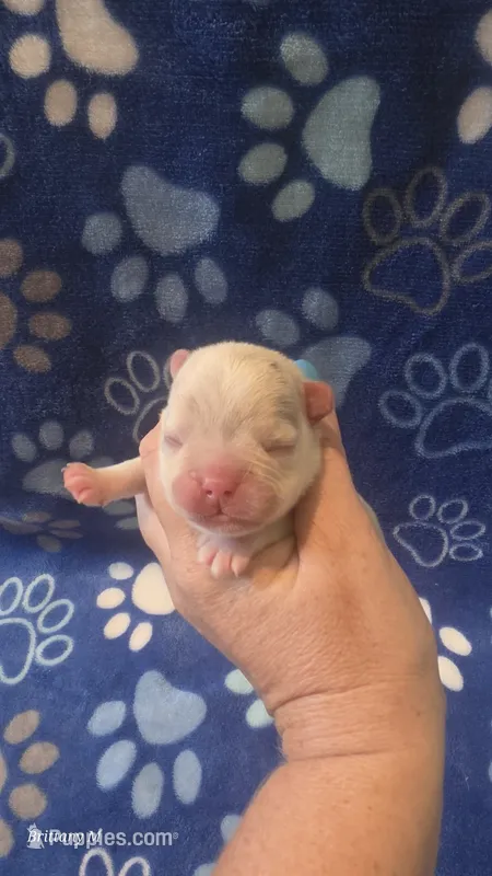 Akc boy 4 – French Bulldog puppy for sale in Columbia, SC