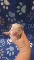 Akc boy 4, a male French Bulldog for sale in Columbia, SC – 1 of 2