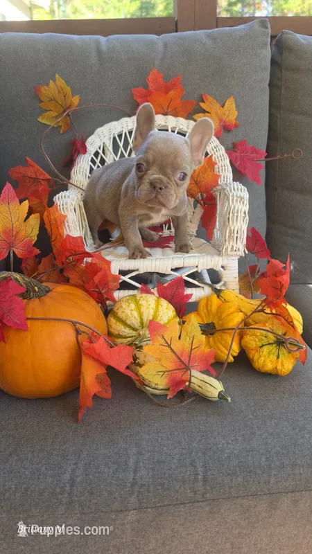 Akc girl 3 – French Bulldog puppy for sale in Saint Helena Island, SC
