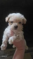 Little man, a male Yorkipoo for sale in Saint Helena Island, SC – 6 of 9