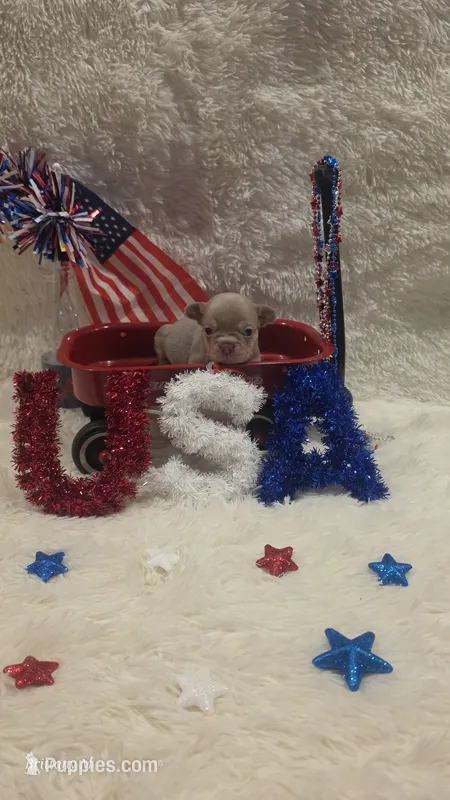 Akc boys 2 – French Bulldog puppy for sale in Saint Helena Island, SC