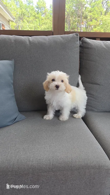 Parti girl  – Yorkipoo puppy on hold in Saint Helena Island, SC