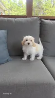 Parti girl , a female Yorkipoo for sale in Saint Helena Island, SC – 1 of 10