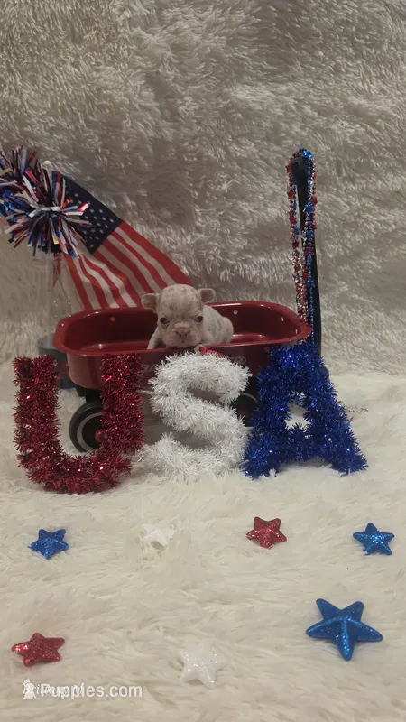 Akc boy 4 – French Bulldog puppy for sale in Saint Helena Island, SC
