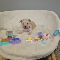 Tiny, a female Yorkipoo for sale in Lexington, SC – Photo 9 of 10