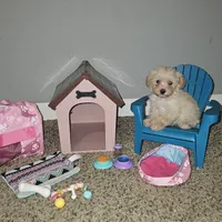 Tiny, a female Yorkipoo for sale in Lexington, SC – Photo 8 of 10