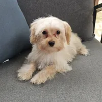 Tiny, a female Yorkipoo for sale in Lexington, SC – Photo 3 of 10