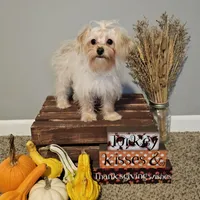 Tiny, a female Yorkipoo for sale in Lexington, SC – Photo 2 of 10