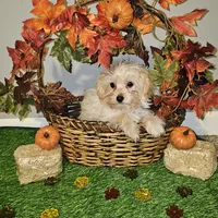 Tiny, a female Yorkipoo for sale in Lexington, SC – Photo 5 of 10