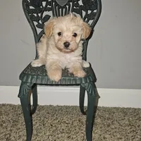 Tiny, a female Yorkipoo for sale in Lexington, SC – Photo 7 of 10