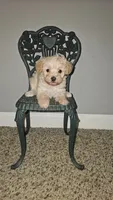 Tiny, a female Yorkipoo for sale in Lexington, SC – Photo 7 of 10