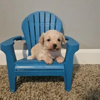 Tiny, a female Yorkipoo for sale in Lexington, SC – Photo 10 of 10