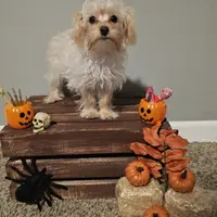 Tiny, a female Yorkipoo for sale in Lexington, SC – Photo 4 of 10