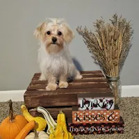 Tiny, a female Yorkipoo for sale in Lexington, SC – Photo 1 of 10