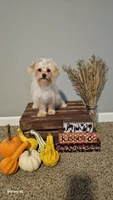Tiny, a female Yorkipoo for sale in Lexington, SC – Photo 1 of 10