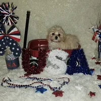 Tiny, a female Yorkipoo for sale in Lexington, SC – Photo 6 of 10