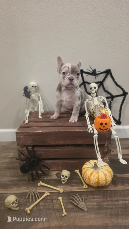 Dot – French Bulldog puppy for sale in Saint Helena Island, SC