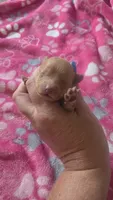 Red girl 1 , a female Yorkipoo for sale in Columbia, SC – 2 of 3