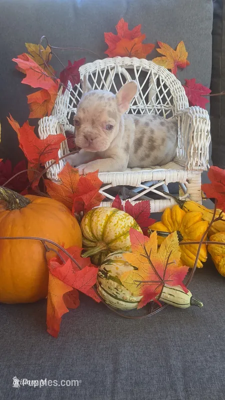 Akc boy 4 – French Bulldog puppy for sale in Saint Helena Island, SC