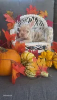 Akc boy 4, a male French Bulldog for sale in Saint Helena Island, SC – 1 of 8