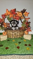 Sassy, a female Morkie for sale in Lexington, SC – Photo 3 of 7