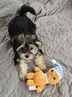 Sassy, a female Morkie for sale in Lexington, SC – Photo 2 of 7