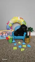 Ckc little man , a male Poodle - Toy  for sale in Columbia, SC – 4 of 6