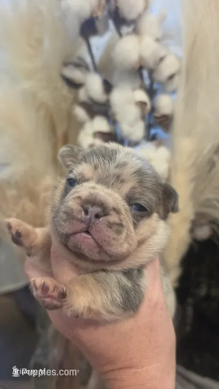 Akc boys 1 – French Bulldog puppy for sale in Saint Helena Island, SC