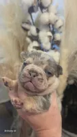 Akc boys 1, a male French Bulldog for sale in Saint Helena Island, SC – 6 of 8