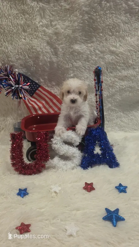 Parti girl  – Yorkipoo puppy for sale in Saint Helena Island, SC