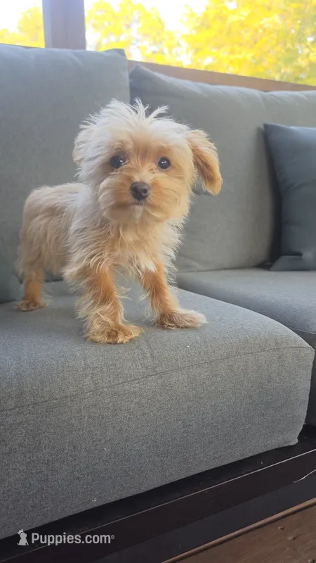 Tiny  – Yorkipoo puppy for sale in Saint Helena Island, SC